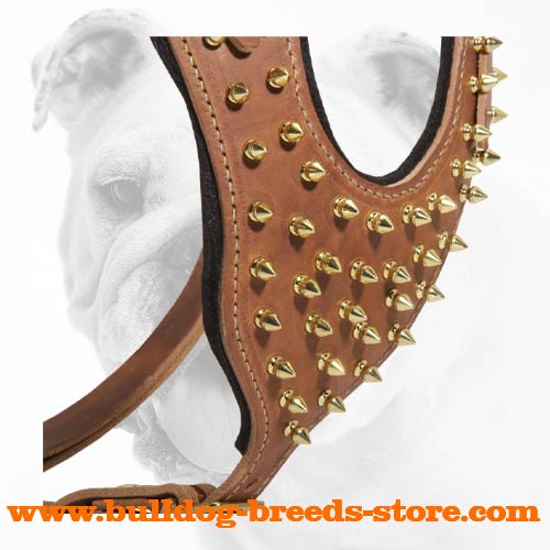 Brass Spiked Leather Bulldog Harness for Training