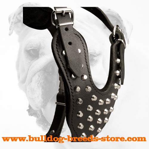 Stylish Walking Bulldog Leather Harness with Pyramids