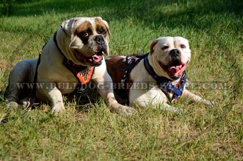 Strong Ajustable Leather Dog Harness for Bulldogs