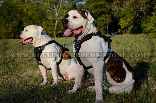 Designer Spiked Leather American Bulldog Harness