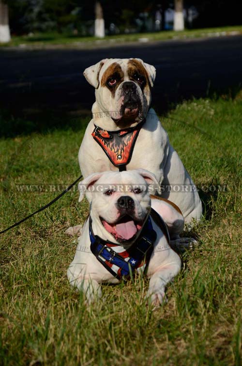 Fashion Leather Dog Harness for Bulldog with Beautiful Painting