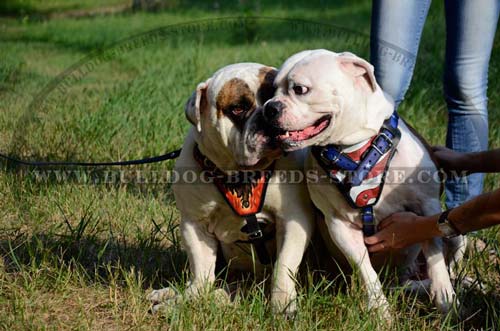 Padded Leather Bulldog Harness for Walking