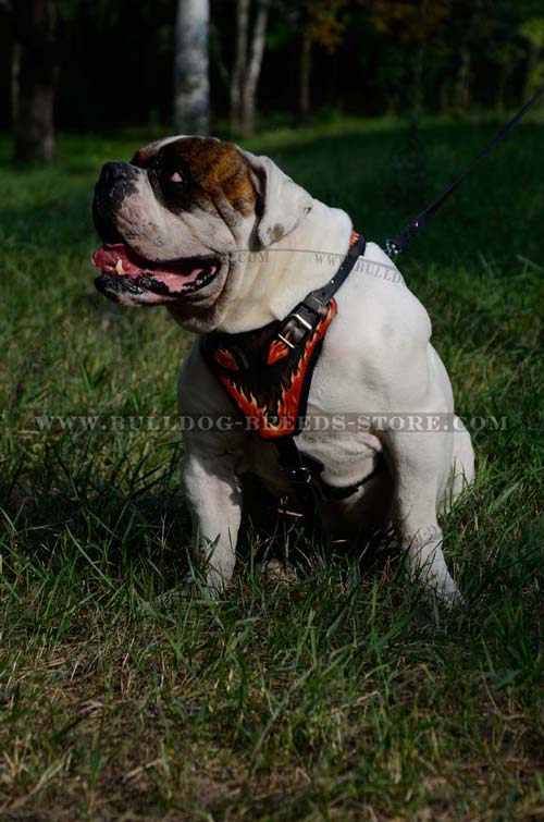 Training Designer Leather Dog Harness for Bulldog