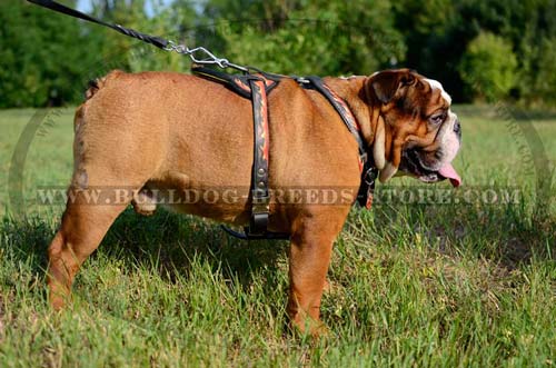 Painted with Flames Leather Dog Harness for Bulldog