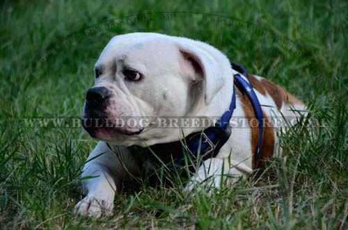 Walking Leather Dog Harness for Bulldog with American Flag Painting