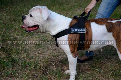 Strong Nylon Bulldog Harness with Patches for Patrolling