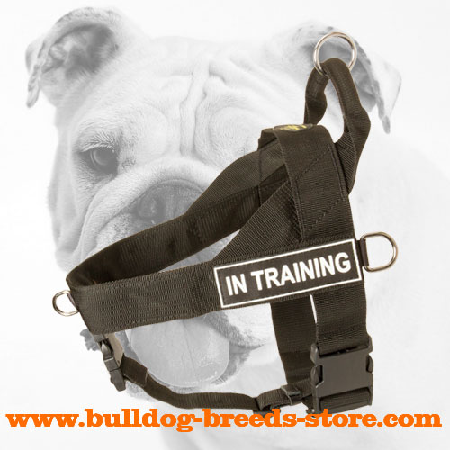 Walking Adjustable Nylon Bulldog Harness