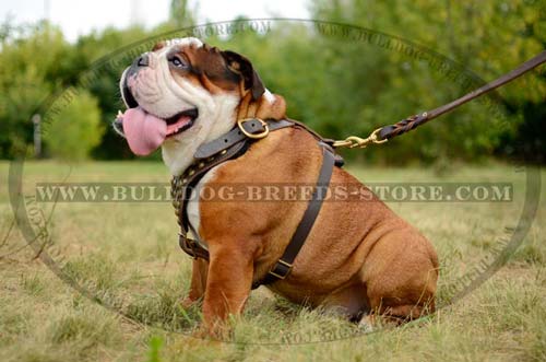 Walking Studded Leather English Bulldog Harness with Brass D-ring