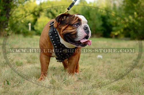 Adjustable Studded Leather British Bulldog Harness