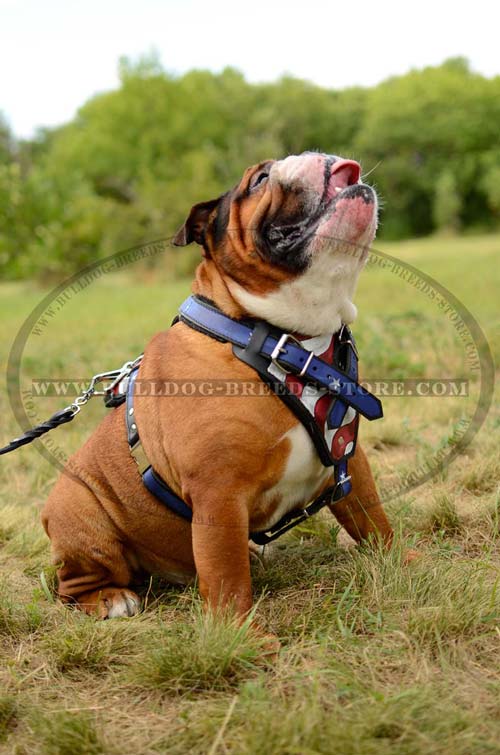 Adjustable Padded Dog Harness for English Bulldog