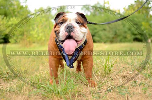English Bulldog Harness for Playing
