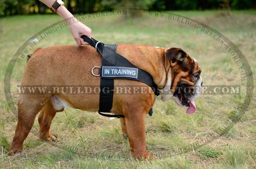 Practical Nylon English Bulldog Harness for Obedience Training and Tracking