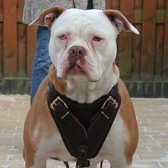 Soft Padded Leather Bulldog Harness