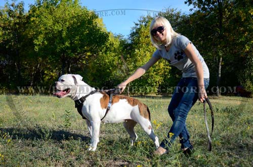 Walking Adjustable Leather American Bulldog Harness