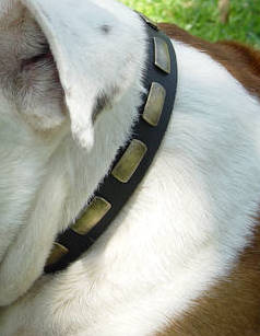Leather Special Dog Collar With Plates for Australian Bulldog