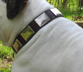 Best Leather Collar With Vintage Massive Plates for Vic. Bulldog