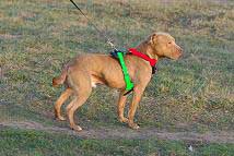 Hand-made leather dog harness