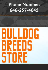 Buy here leather and nylon walking harnesses, well ventilated
muzzles, bite tugs, handcrafted collars and leashes.