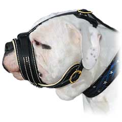 Strong Adjustable Leather American Bulldog Muzzle
