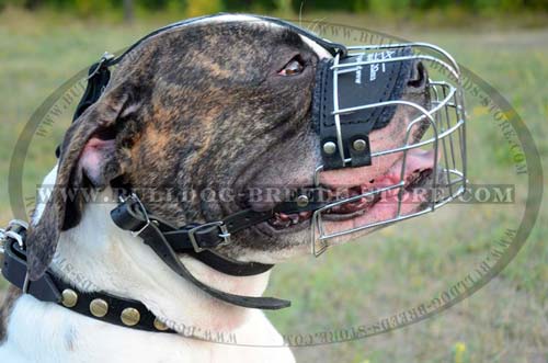 American Bulldog Wire Cage Muzzle for Training