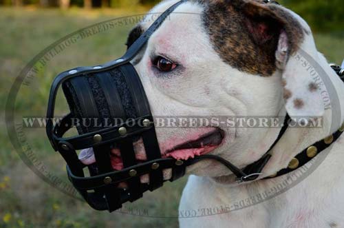 Padded Walking Leather Dog Muzzle for American Bulldog