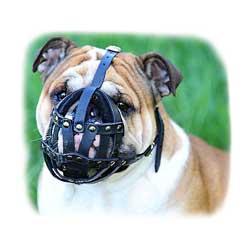 Comfortable Leather English Bulldog Muzzle