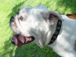 Leather Dog Collar With Doted Circle For British Bulldog