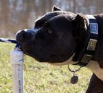 Best Leather Dog Collar With Vintage Massive Plates for Bulldog