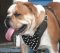 English Bulldog Leather Spiked Dog Harness-Custom Dog Harness
