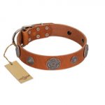 "Foxy Nature" FDT Artisan Tan Leather Bulldog Collar with Chrome Plated Brooches