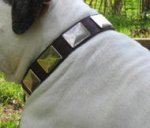 Best Leather Collar With Vintage Massive Plates for Bulldog