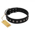 "Silver Flower" Exclusive FDT Artisan Black Leather Bulldog Collar with Silver-Like Studs