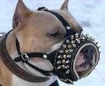 Superior Designed Leather American Bulldog Muzzle