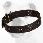 Unique Walking Leather Bulldog Collar