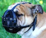 Durable Leather English Bulldog Muzzle