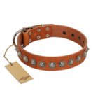 "Silver Spike" Handmade FDT Artisan Tan Leather Bulldog Collar with Old Silver-Like Spikes