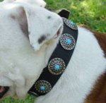 Austrain Bulldog Dog Collar & Silver Plated Circles Blue Stones