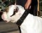 2 ply Leather Working Dog Collar for Alapaha Blood Bulldog