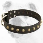 Fascinating Wide High Quality Leather Bulldog Collar