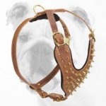 Handcrafted Leather Bulldog Harness with Brass Spikes