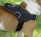 Australian Bulldog Training Dog Harness- Walking Dog Harness