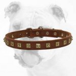 Brilliant Walking Studded Leather Bulldog Collar