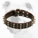 Royal Leather Bulldog Collar with Hand-Set Spikes and Studs