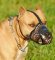 Best Leather Dog Muzzle for BullyPit