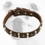 Sophisticated Leather Bulldog Collar with Studs
