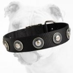Fashionable Wide Nylon Bulldog Collar with Conchos