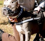 Security harness for BullyPit tracking,patrol work