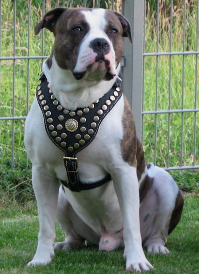 padded leather dog harness
