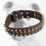 Trendy Leather Bulldog Collar with Spikes and Studs