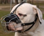 Wire Cage Bulldog Muzzle of Top Quality